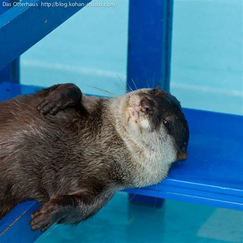 Otter Resists a Kiss But Gets One Anyway — The Daily Otter | Otters, Pretty animals, Sea otter