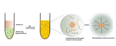 DNA amplification techniques