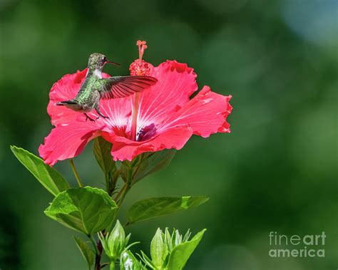 Hummingbird in Hibiscus Photograph by Bonnie Barry - Pixels