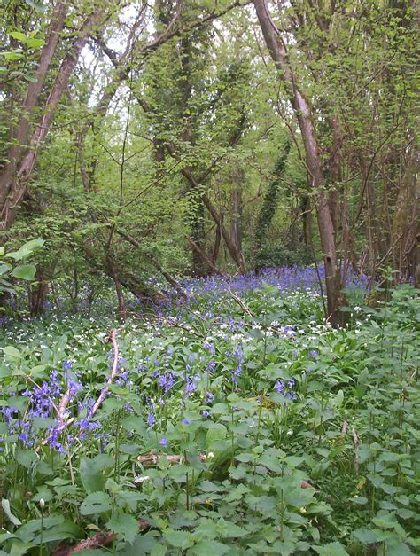 English: Coppice woodland at Centurion's Copse, Brading, Isle of Wight, May 2005. Shows ...