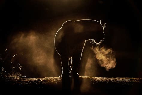 500px ISO » Beautiful Photography, Incredible Stories » wildlife ...