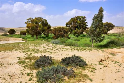 Oasis in the desert stock photo. Image of sunlight, negev - 58904722