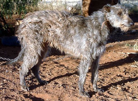 Staghounds