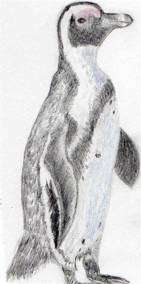 Penguin pencil drawing by AvadaKaziavra on DeviantArt