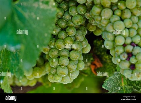 Green Grapes Close Up in Napa Valley Ready to be made into Wine Stock ...