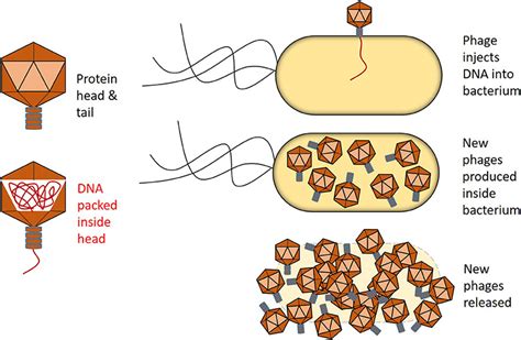 Bacteriophages: Viruses That Infect Bacteria · Frontiers for Young Minds