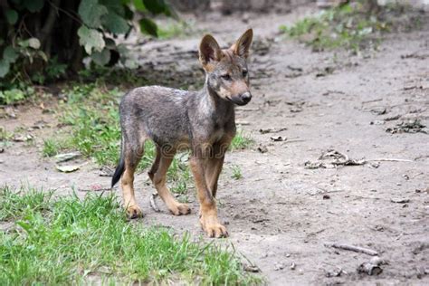 Iberian wolf pup stock image. Image of iberian, wilderness - 17197163