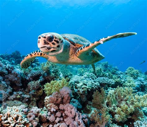 Hawksbill sea turtle on a tropical coral reef Stock Photo | Adobe Stock