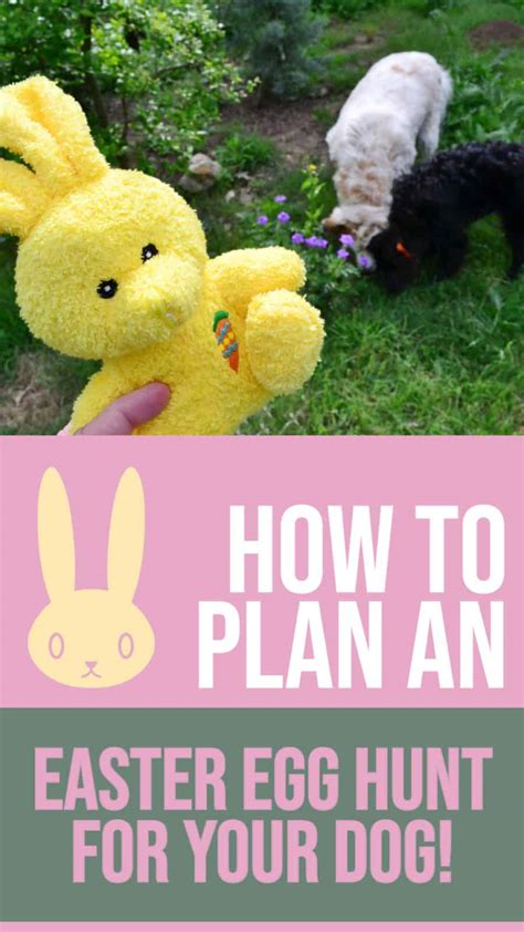 How to Plan an Easter Egg Hunt for Your Dog – Pets For Children