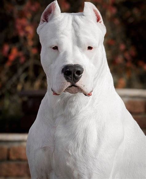 Dogo argentino | Dog argentino, Beautiful dogs, Dog breeds