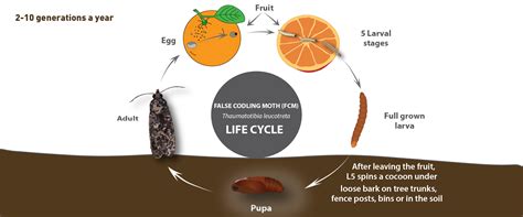 false codling moth life cycle - BioBee