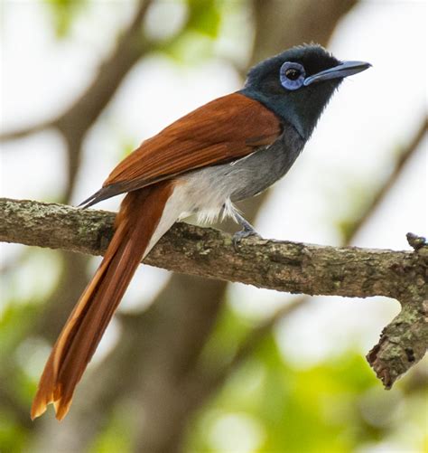 African Paradise Flycatcher | Orthinology | Bird Calls