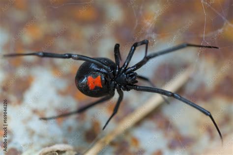 Species Latrodectus mactans. Black widow spider. Stock Photo | Adobe Stock