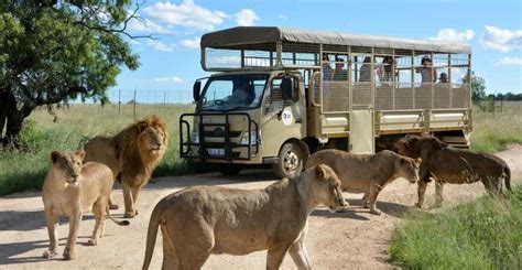 Lion and Safari Park, Hartbeespoort - Book Tickets & Tours | GetYourGuide