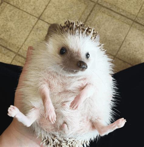 Wobbly Hedgehog Syndrome: What Is It? - My Animals