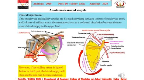 ‫Anastomosis aroud the scapula - YouTube