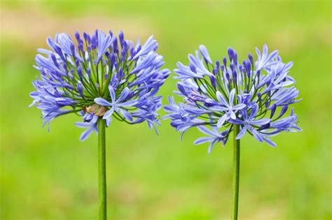 Agapanthus (African Lily)