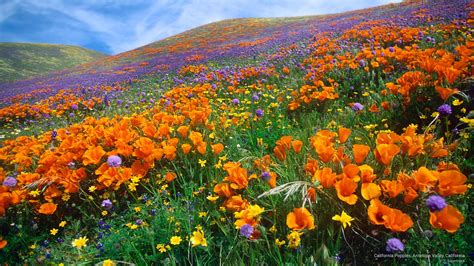 California Poppies, Antelope Valley, California | California ...