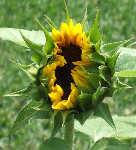 Julie Ann Brady : Blog On: My Sunflower Blossoms are Blooming