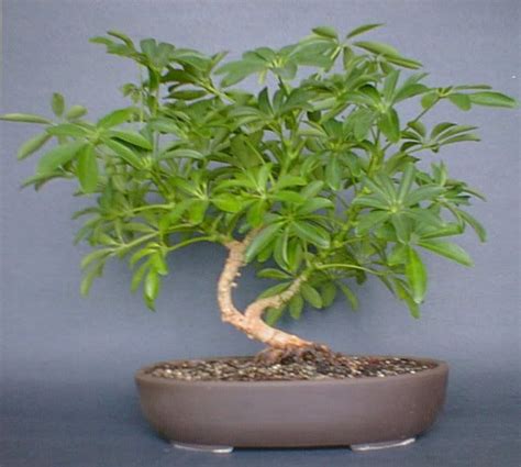 schefflera arboricola bonsai - Google Search Bonsai Wire, Bonsai Plants, Bonsai Garden, Bonsai ...