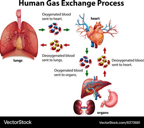 Human living systems | Mr Danic