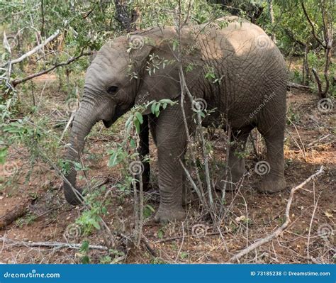 African Elephant stock photo. Image of national, profile - 73185238