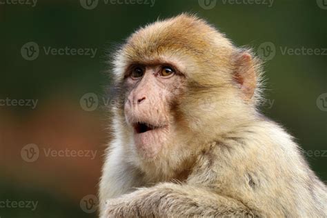 Macaca sylvanus 1324932 Stock Photo at Vecteezy