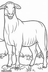 Boer Goat Cartoon coloring Page sketch template