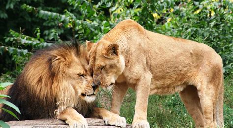 African Lion Habitat | African Lion Wallpaper & Facts | African lion, Animals, Cute animal pictures