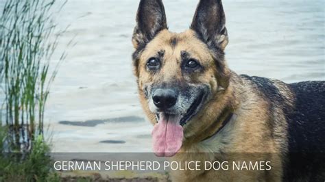 Ultimate List of the Top 500+ Police Dog Names - Cop, K9, Law ...