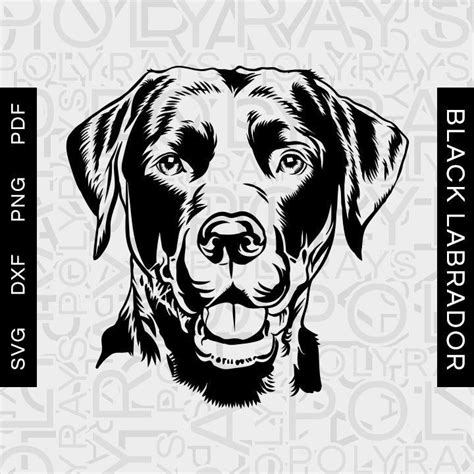 Labrador Noir, Black Labrador, Labrador Golden, Husky Corgi, Dog Face Drawing, Labrador ...