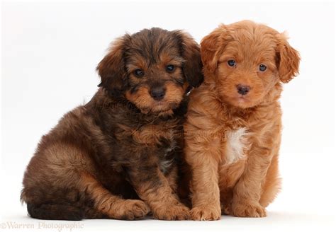 Dogs: Two F1b Toy Goldendoodle puppies photo WP44176