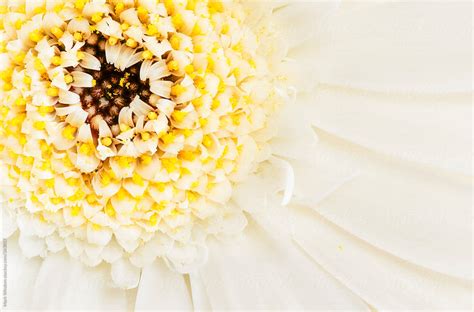 "A White Gerbera Daisy, Closeup" by Stocksy Contributor "Mark Windom ...