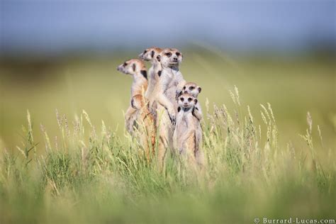 Meerkat Family - Burrard-Lucas Photography