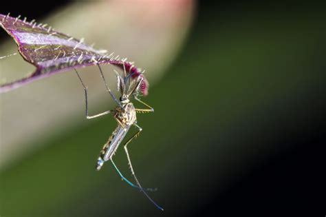 Mosquito Behavior and Habits