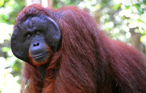 Bornean Orangutan (Pongo pygmaeus) | about animals