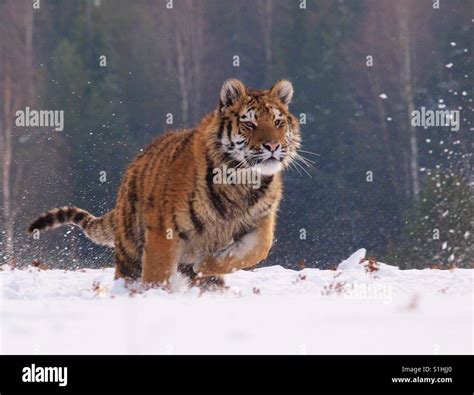 Tiger run in snow Stock Photo - Alamy