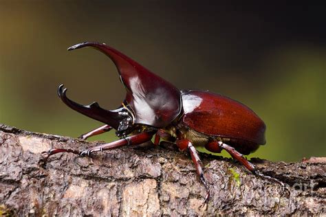 Rhinoceros Beetle