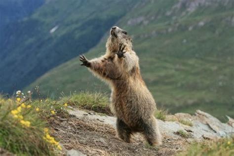 VIDEO: Are You Intimidated By This Screaming Marmot? | John Hawkins' Right Wing News