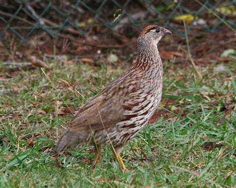 Francolin - Alchetron, The Free Social Encyclopedia