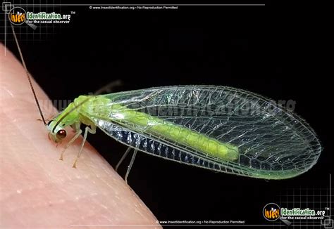 Green Lacewing