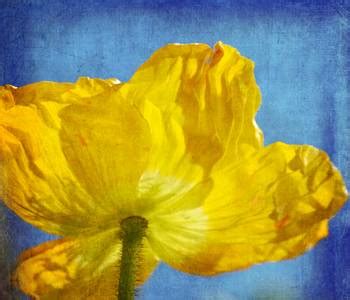 Yellow Poppy by P S