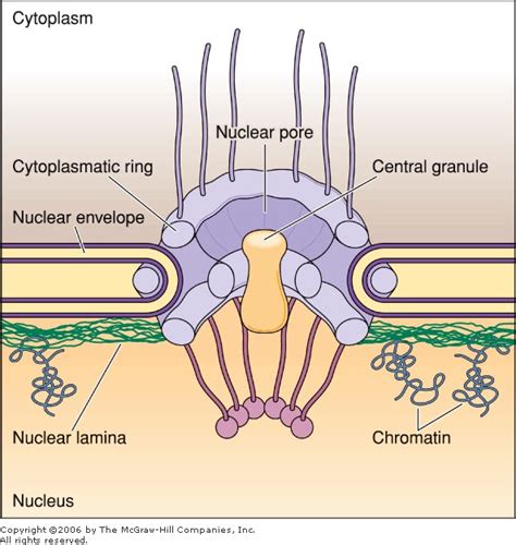 De Histology: Nuclear Envelope