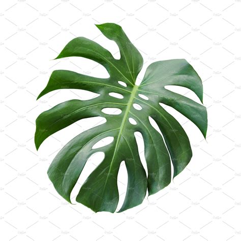 Monstera deliciosa tropical leaf | High-Quality Nature Stock Photos ~ Creative Market