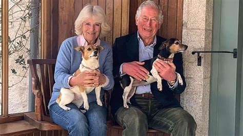 Buckingham Palace's new dogs: King Charles III and Queen Camilla's canine companions revealed ...