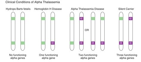 alpha-Thalassemia » Clinical Laboratory Science