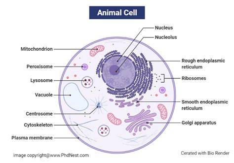 Vacuole In Animal Cell Diagram