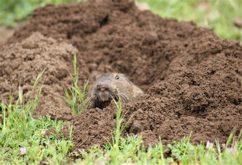 GOPHERMAN to Control Gopher & Ground Squirrel Problems