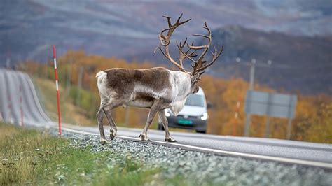 Caribou Migration Secrets In The Arctic Wilderness - YouTube