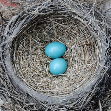 A Robin’s Nest